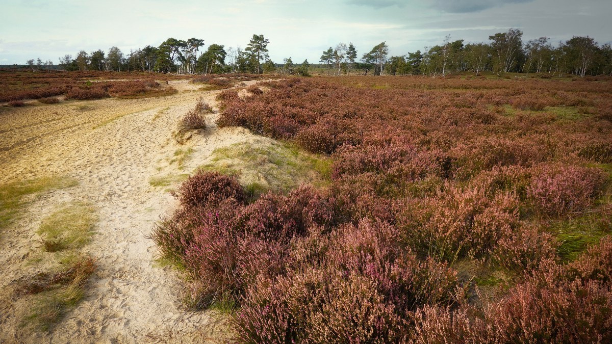 Kalmthoutse Heide in de herfst