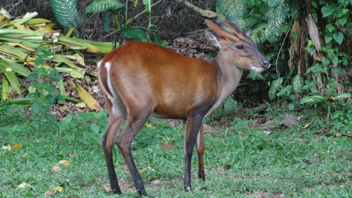 Southern Red Muntjac (Muntiacus muntjak)